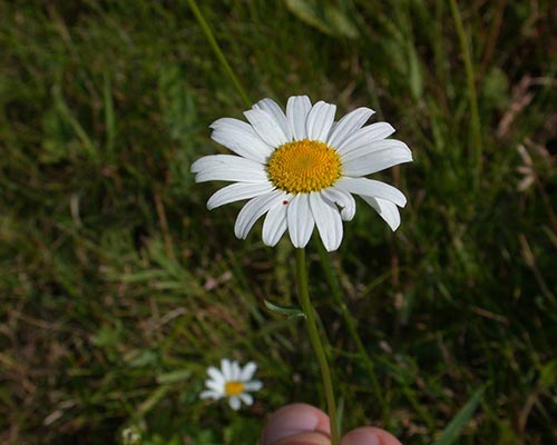 Ox-eye daisy